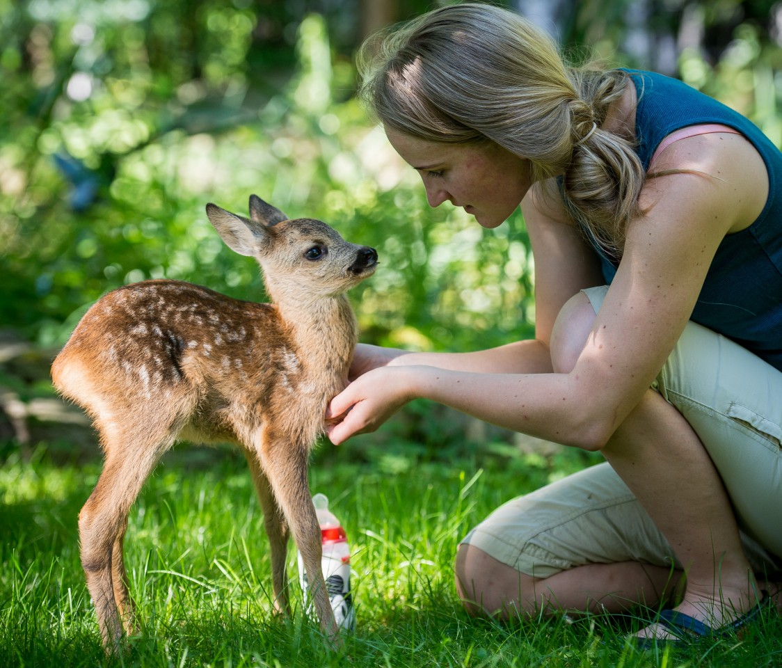 Auch kleine Rehkitze sind immer wieder in Not  doch auch ohne Gefahr landen sie oft in Hamburg im Tierheim. (Symbolbild)