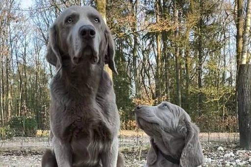 Großes Vorbild aus „Nord bei Nordwest“: Holly mit Film-Nachwuchs.