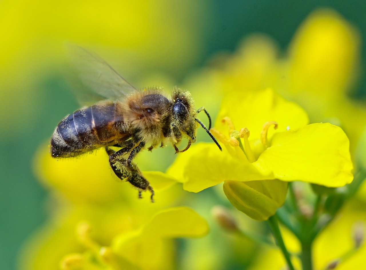 In den Stock getragen wird die Amerikanische Faulbrut von Bienen selbst.