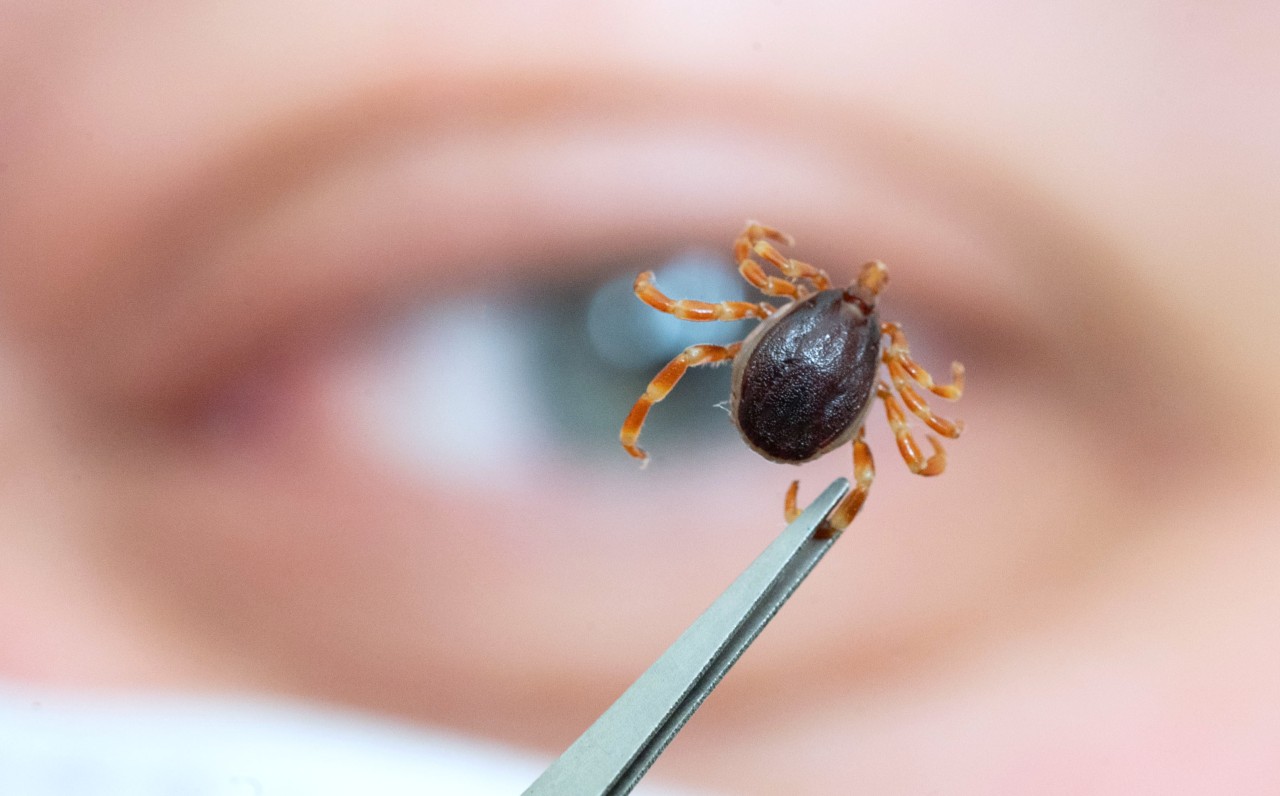 Hat Augen: Die „Monster-Zecke“ Hyalomma. Bei „3nach9“ im NDR kribbelte es den Gästen.