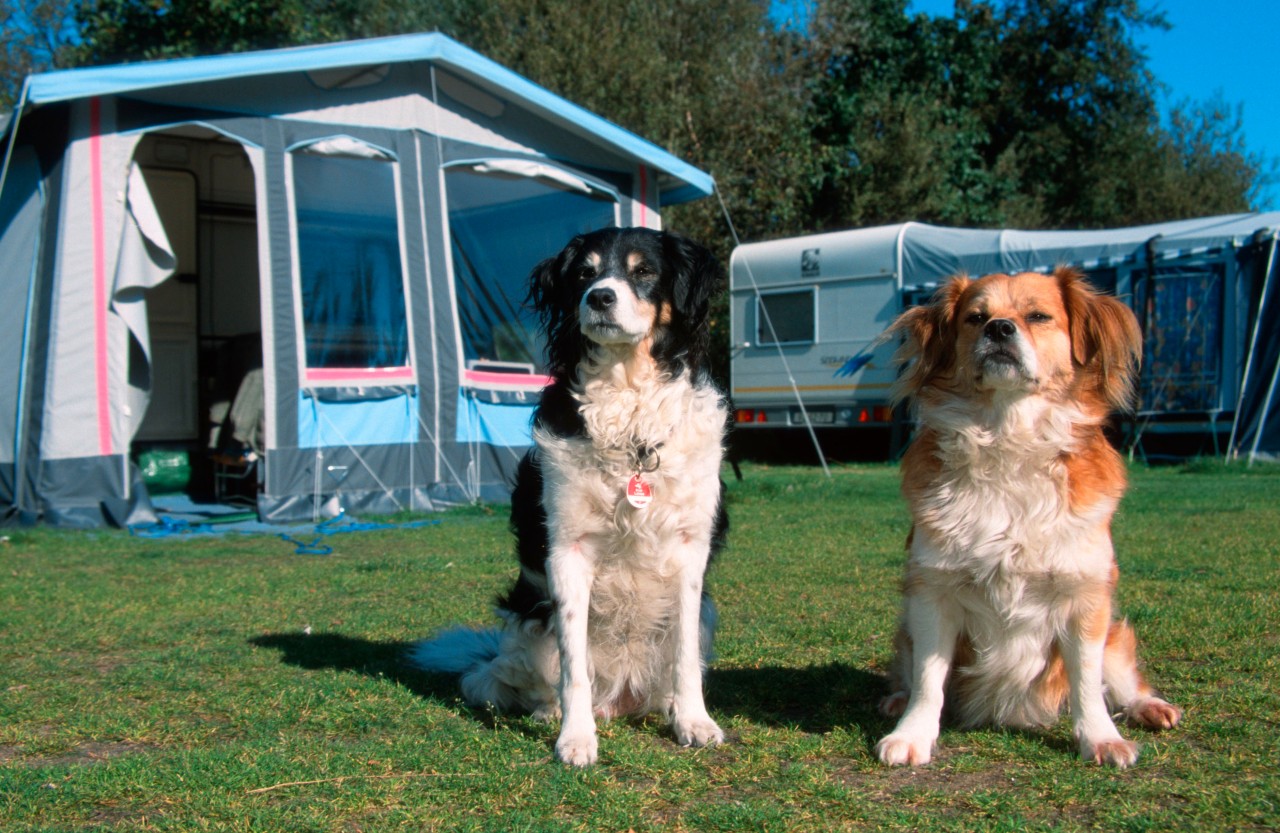 Die Vierbeiner können nun den Camping-Urlaub entspannt begleiten. 