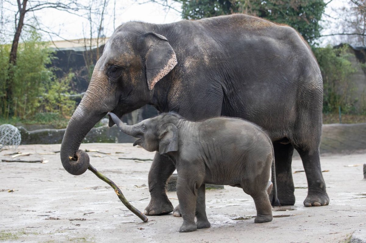 Elefant Hagenbeck Hamburg.jpg