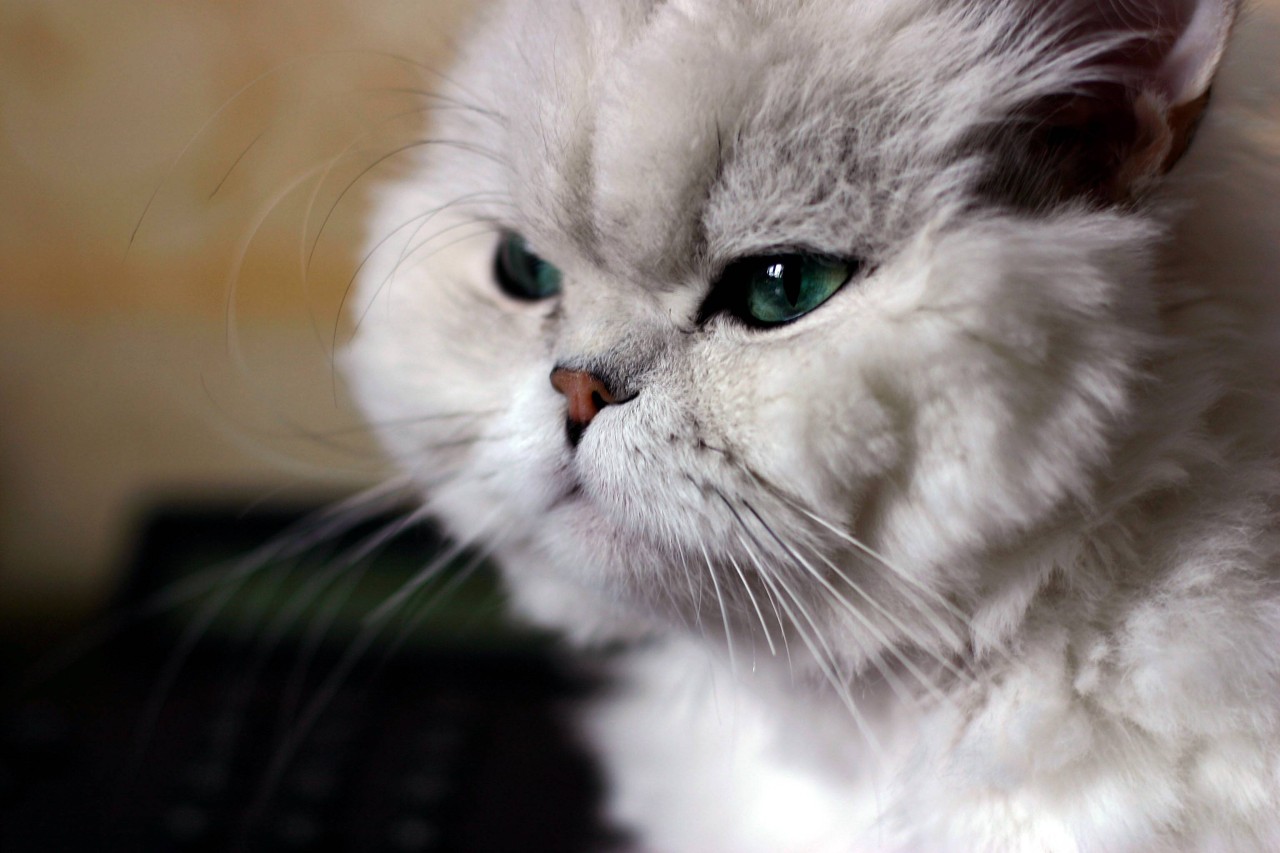 Wie Menschen den Kater Omar entsorgten, ist herzlos (Symbolfoto). 