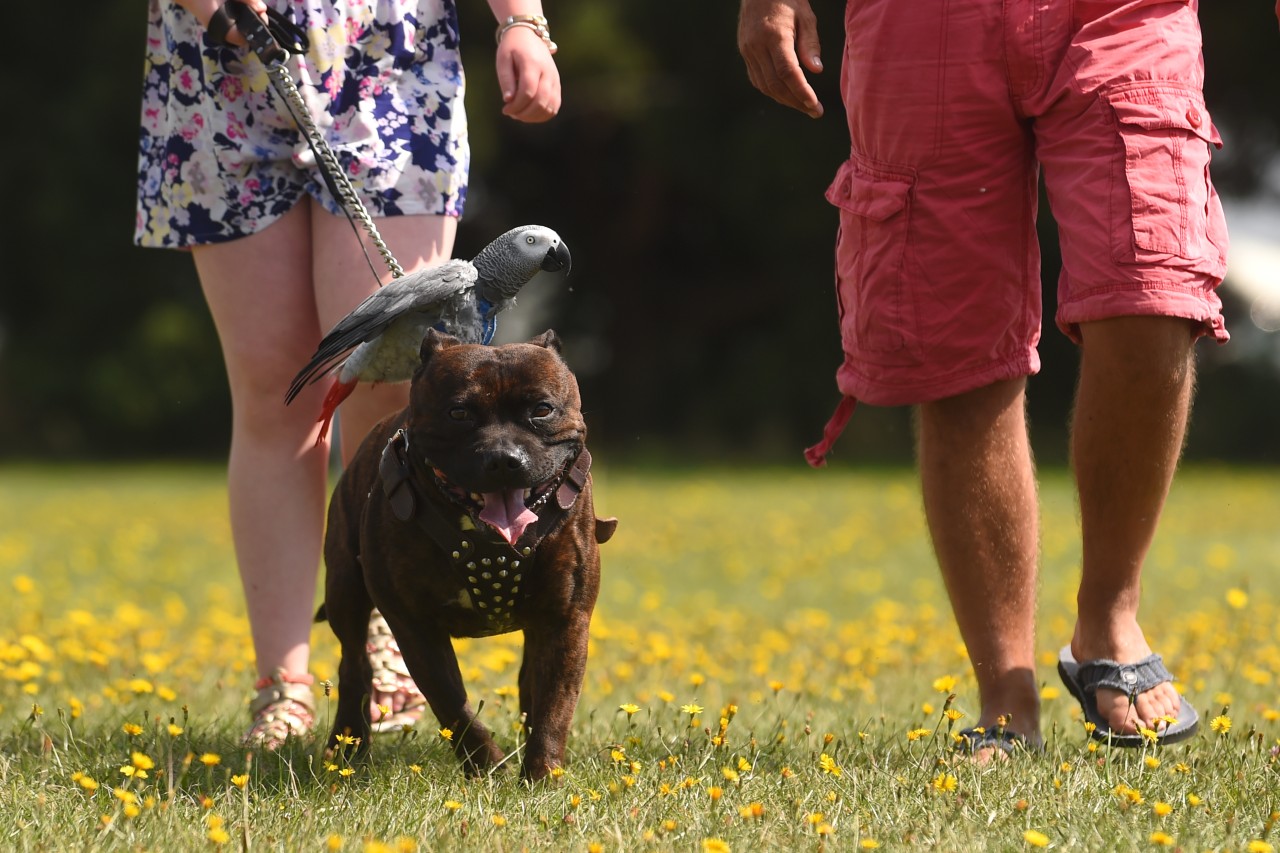 Ein Kampfhund als Familienmitglied? Ja das geht – unter Voraussetzungen. 