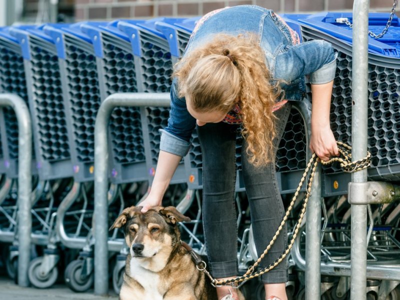 Hund in Kiel