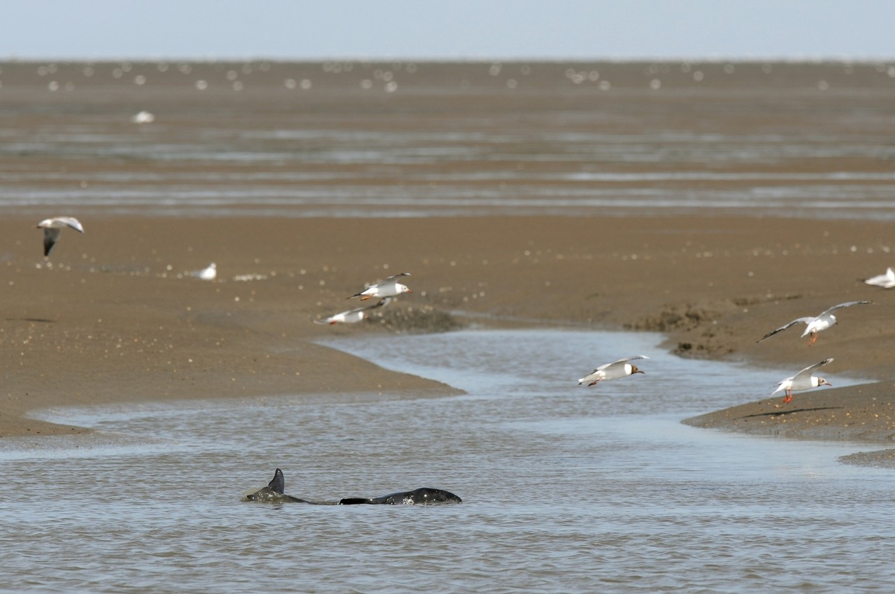 Ein verletzter junger Schweinswal liegt am Strand der Nordsee (Archivfoto). 