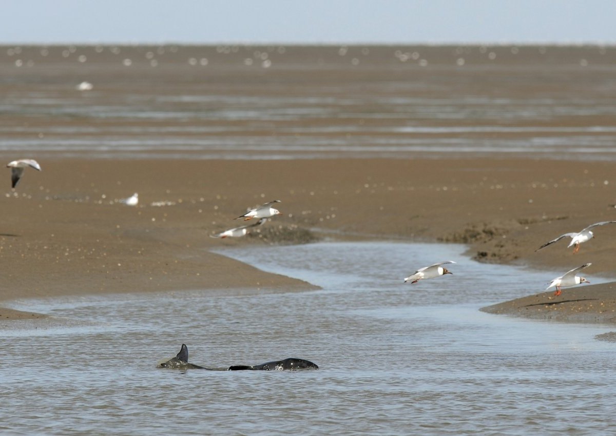 Nordsee