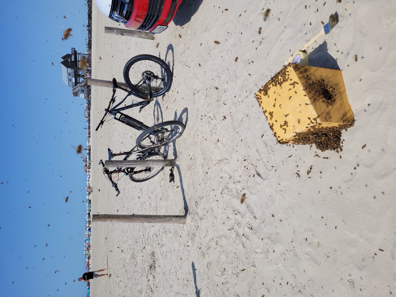 Bienen Sankt Peter-Ording