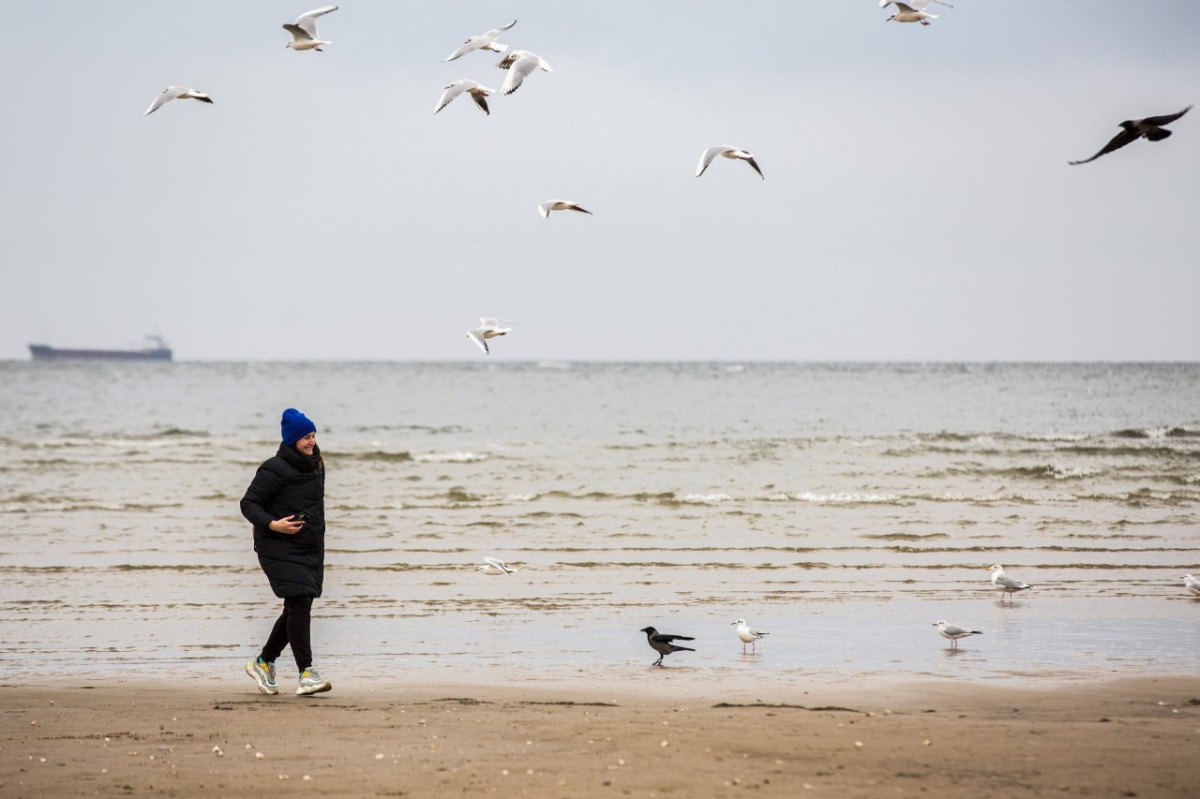 Nordsee Vögel.jpg