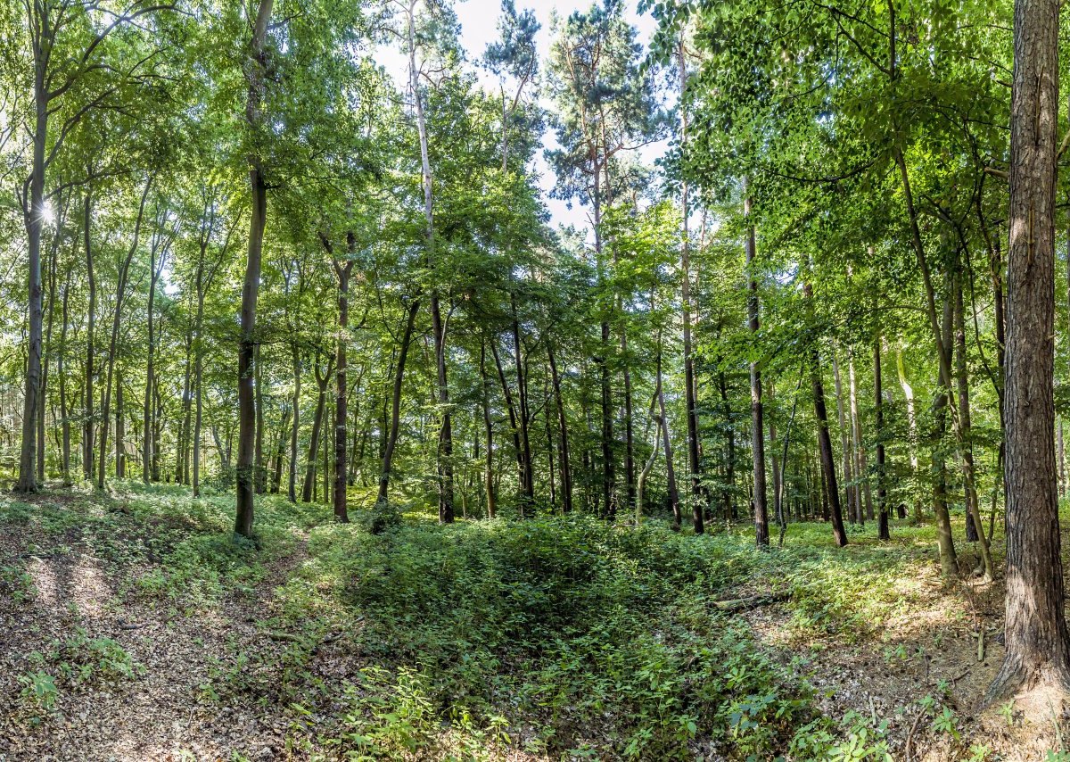 Usedom Wald.jpg