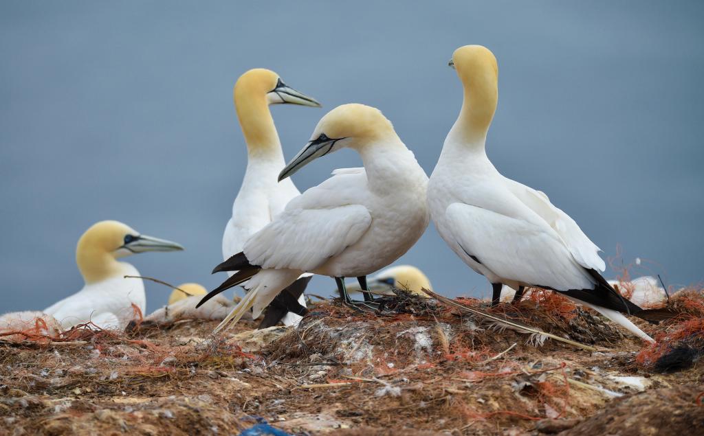 Helgoland