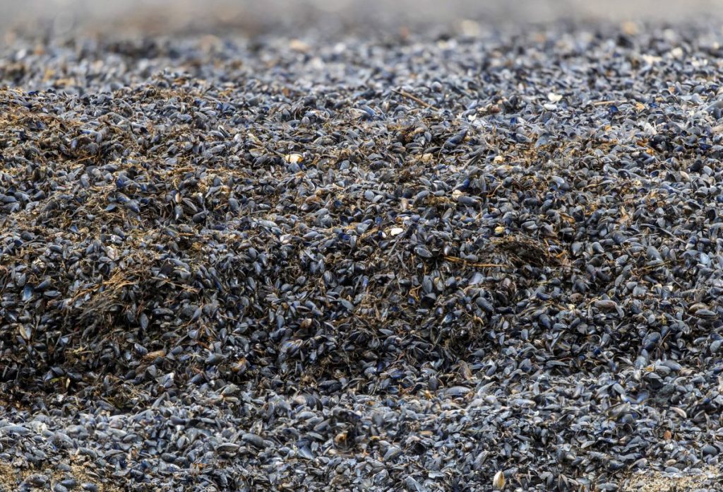 Miesmuscheln an der Ostsee