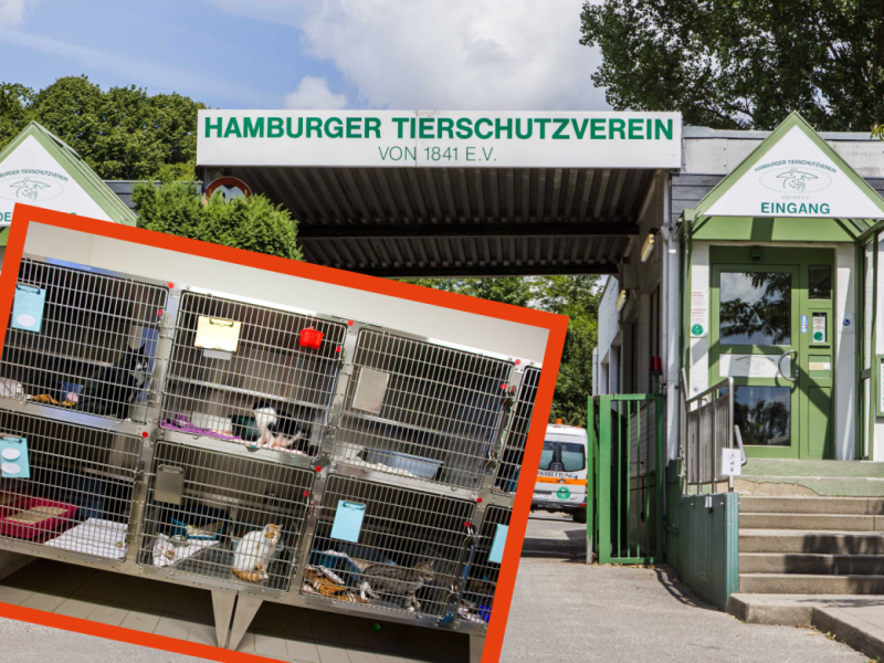Tierschutzverein Hamburg