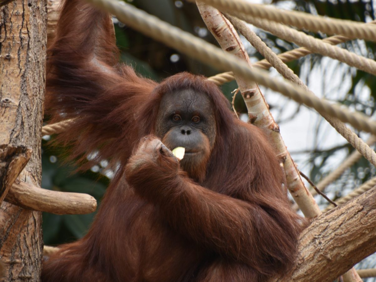 Tierpark Hagenbeck