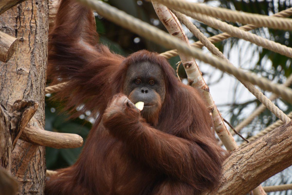 Tierpark Hagenbeck