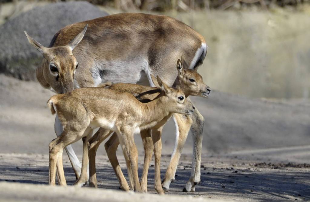 Tierpark Hagenbeck