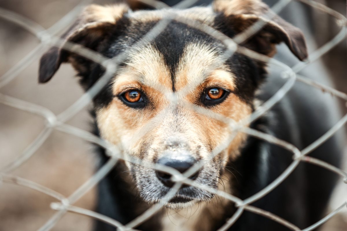 Hund Schleswig-Holstein