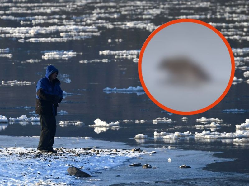 Raubtier bricht auf gefrorenem Fluss ein