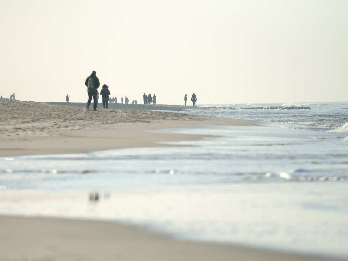 Hund Sylt