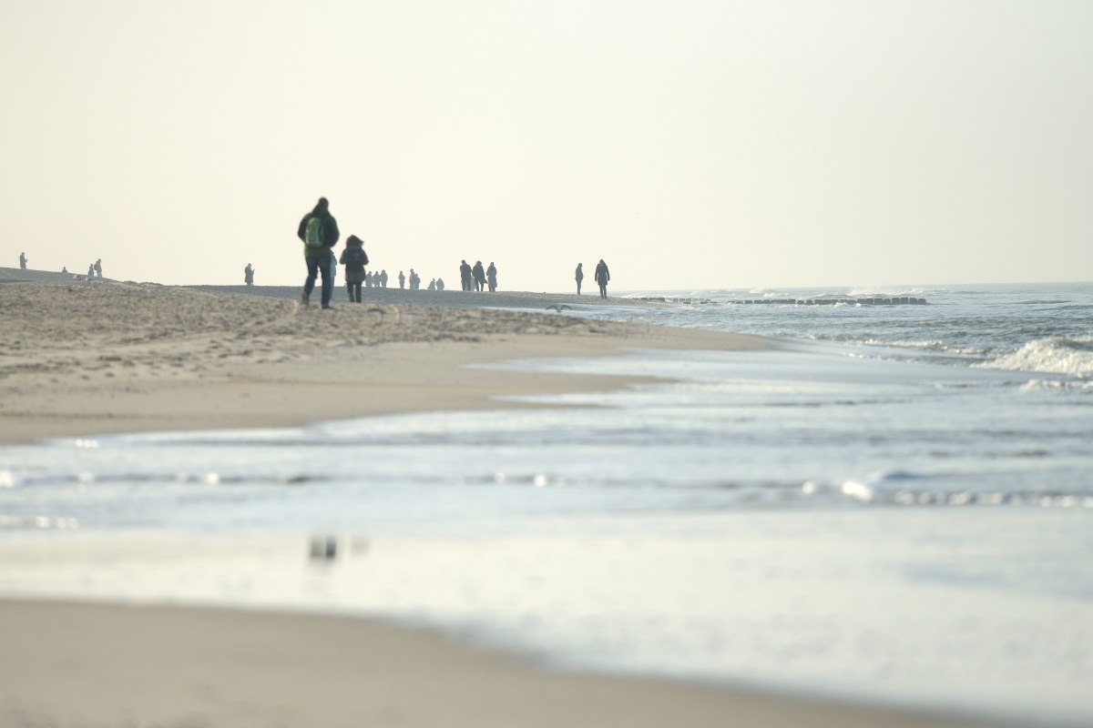 Hund Sylt