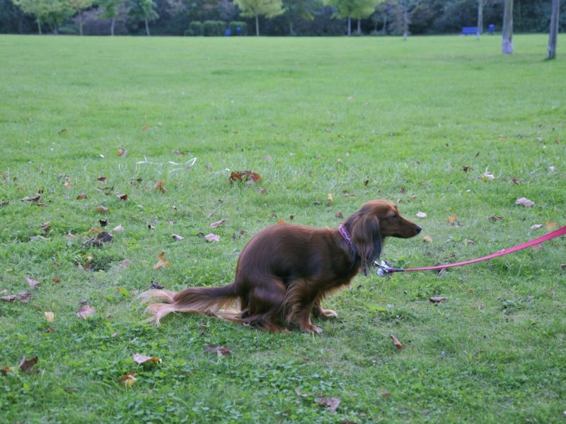 Hunde sorgen in Norderstedt für Ärger