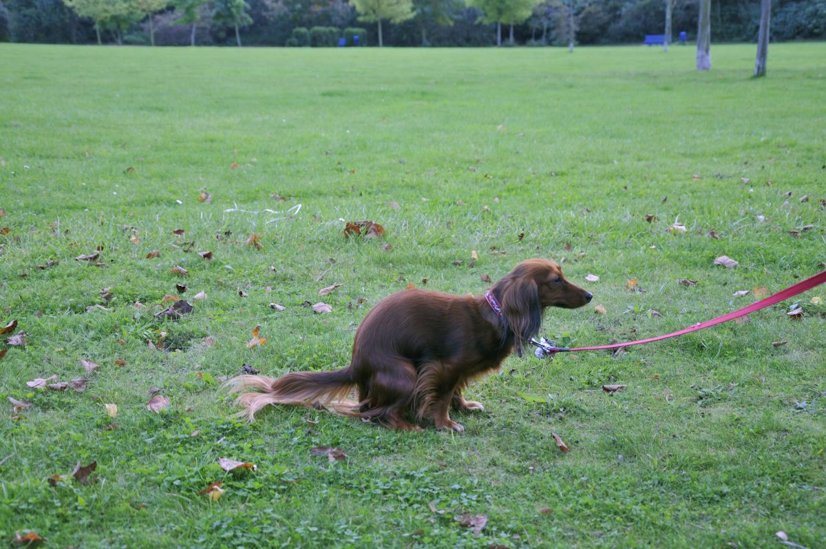 Hunde sorgen in Norderstedt für Ärger