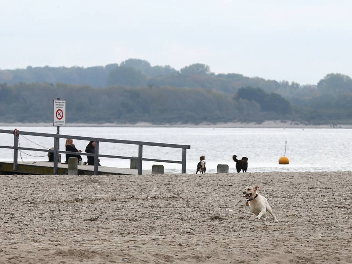 Hund an der Ostsee