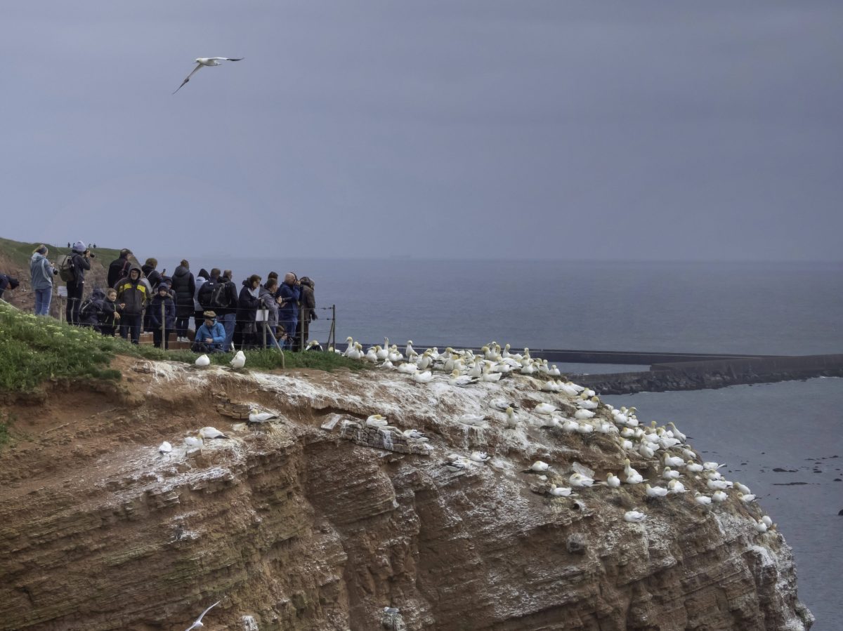 Nordsee Helgoland