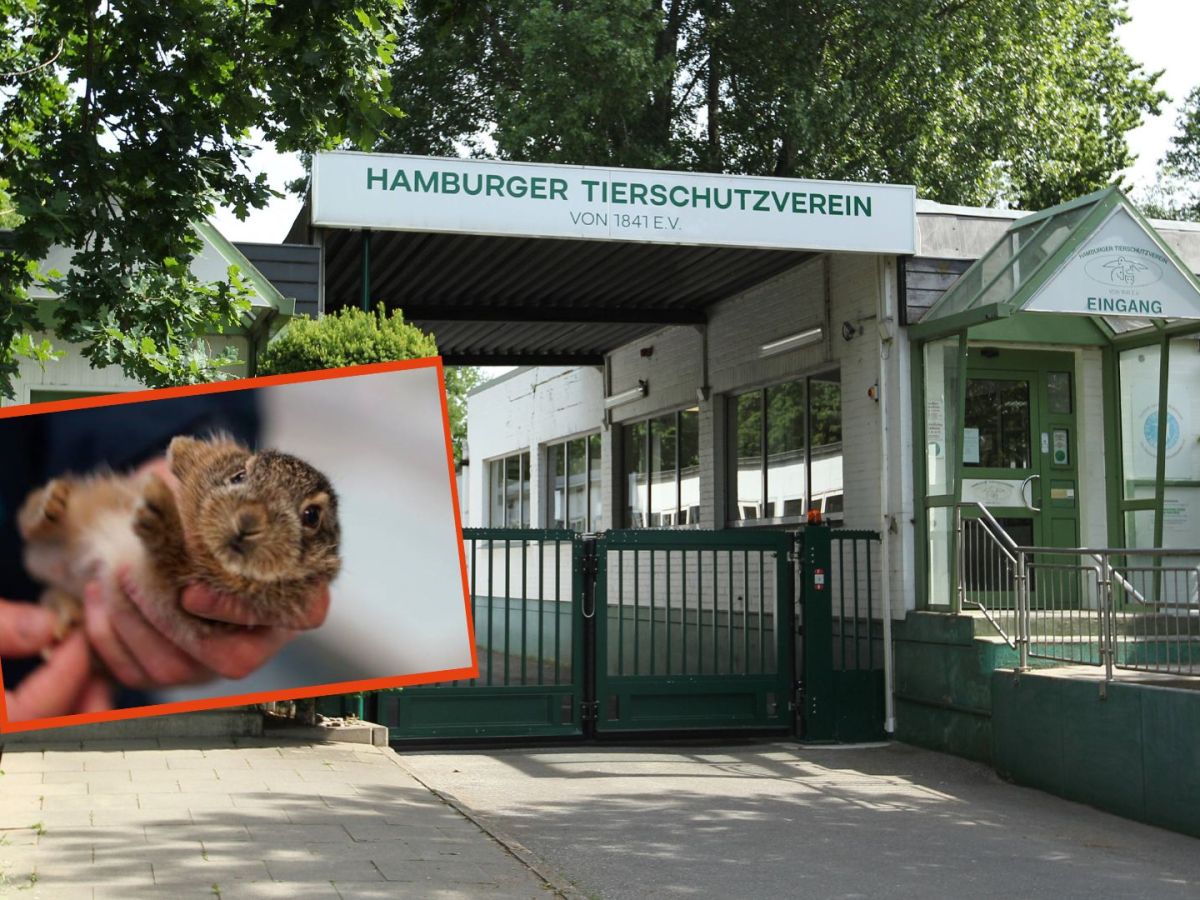 Tierheim Hamburg schlÃ¤gt Alarm!