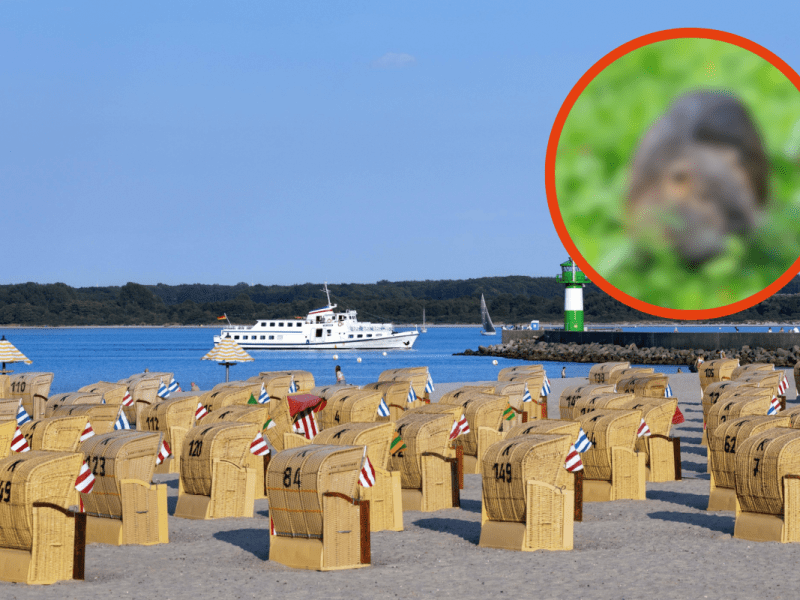 Nutria am Ostseestrand entdeckt