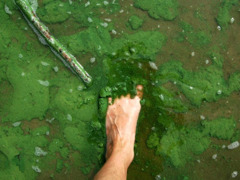 Am Heidestrandbad kommt es aktuell zu einer starken Aufrahmung von Blaualgen. Aufgrund der erhöhten Blaualgenkonzentration und der geringen Sichttiefe ist das Baden zurzeit verboten.