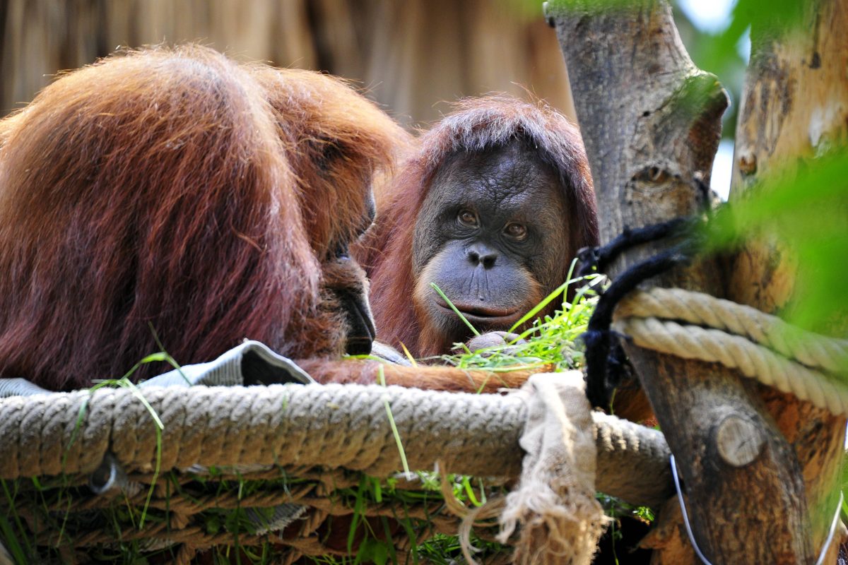 Tierpark Hagenbeck