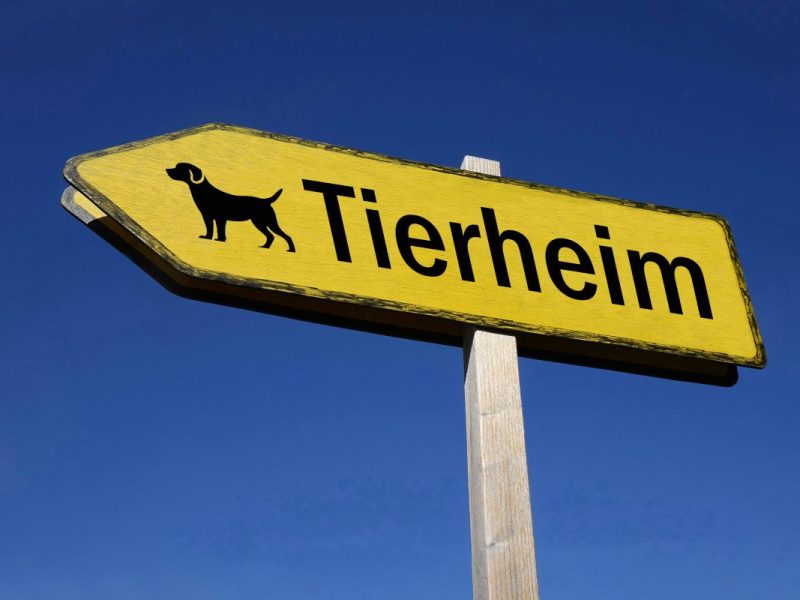 Tierheim, Symbolbild
