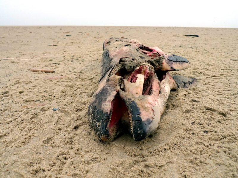 Immer mehr Wal-Kadaver in der Nordsee und Ostsee (Symbolbild)