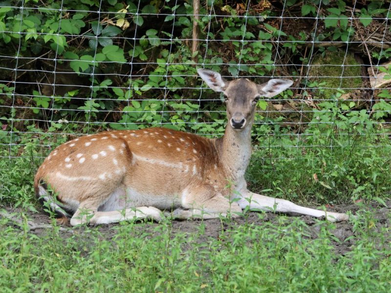 Überraschung in einem Zoo im Norden (Symbolbild)