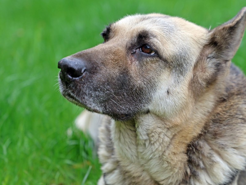 Hund
