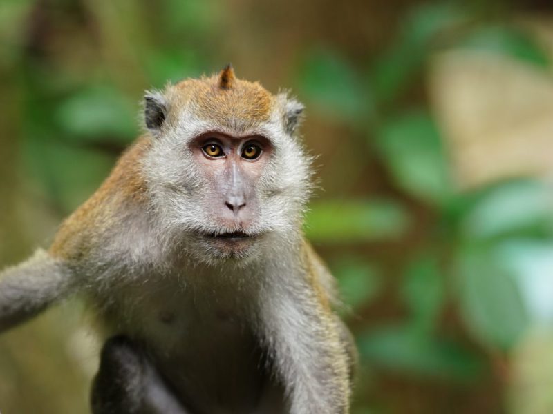 Große Trauer in diesem Zoo im Norden um einen Mandrill-Affen (Symbolbild)