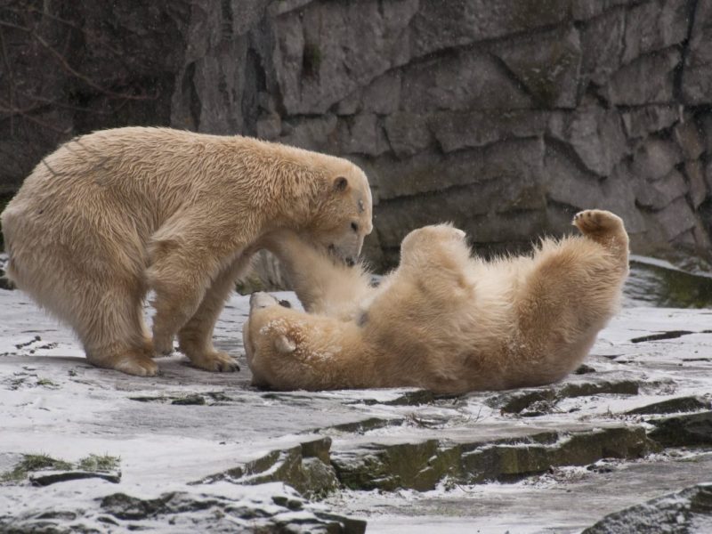 Abschied vom Eisbären-Zwillings-Duo (Symbolbild)