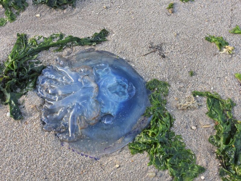 Quallen-Plage vor Sylt (Symbolbild).