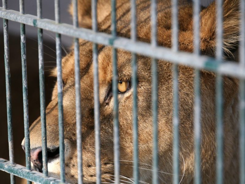 Zoos im Norden – berechtigt oder zum Scheitern verurteilt?