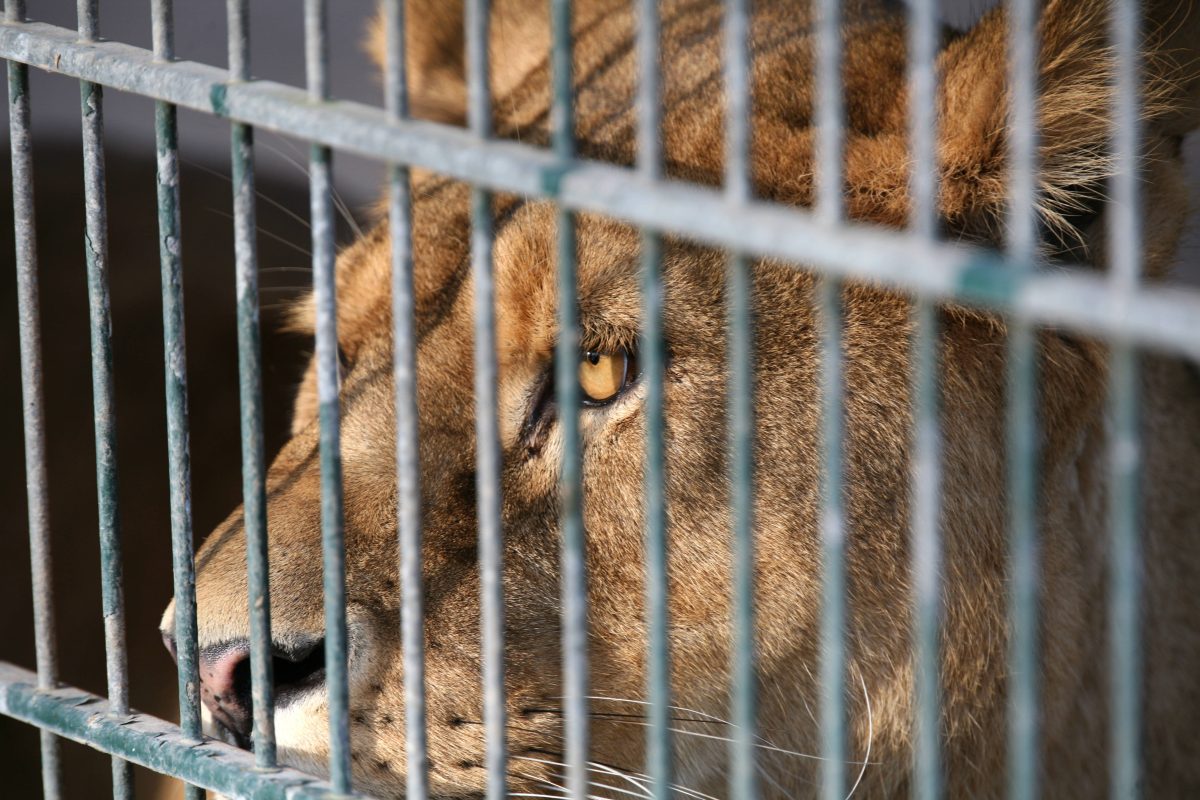 Zoos im Norden – berechtigt oder zum Scheitern verurteilt?